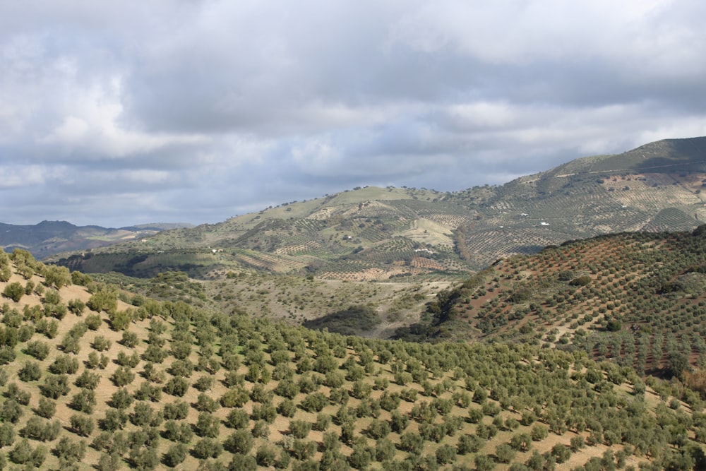 a view of a mountain range with trees in the foreground