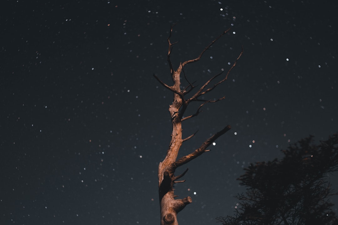 a tree with no leaves and a night sky in the background