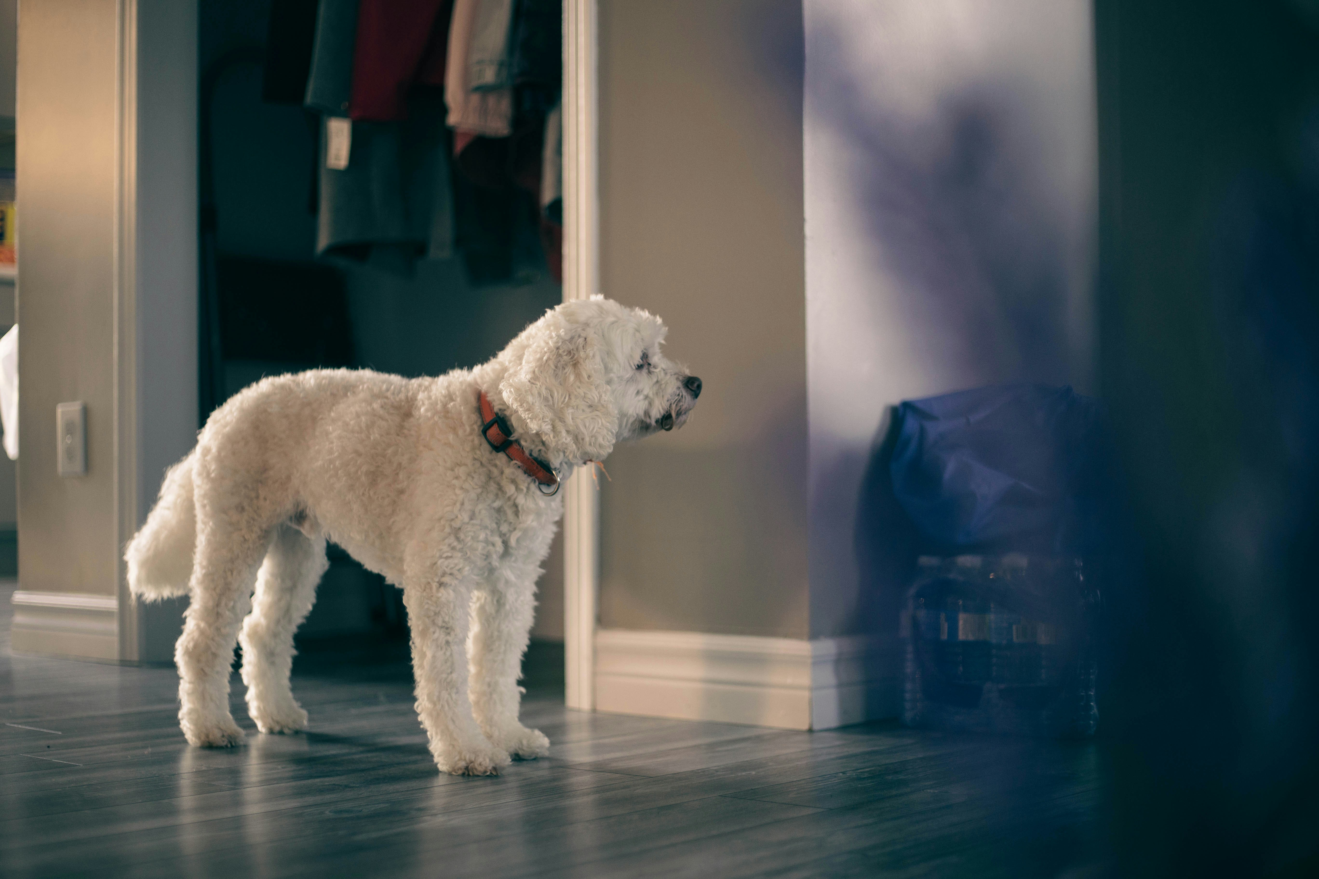 Master Puppy Potty Training: 5 Keys to Success