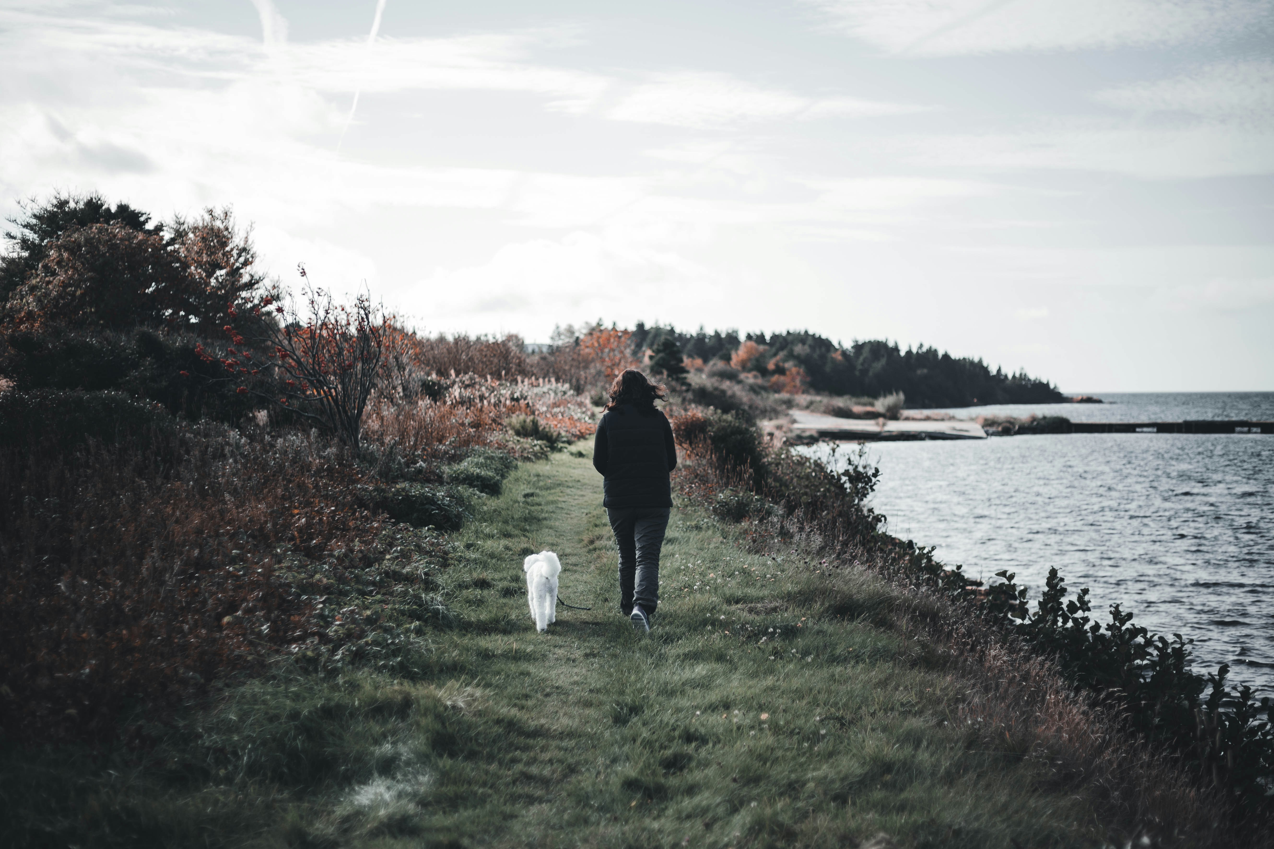 of a person walking a dog along the Lakefront Trail with the city in the background - pet friendly apartments in north side chicago