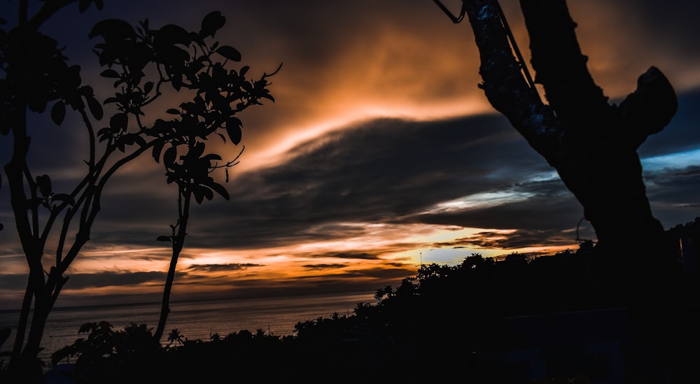 the sun is setting over the ocean with a tree in the foreground