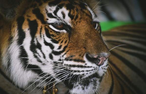 a close up of a tiger's face with a green background