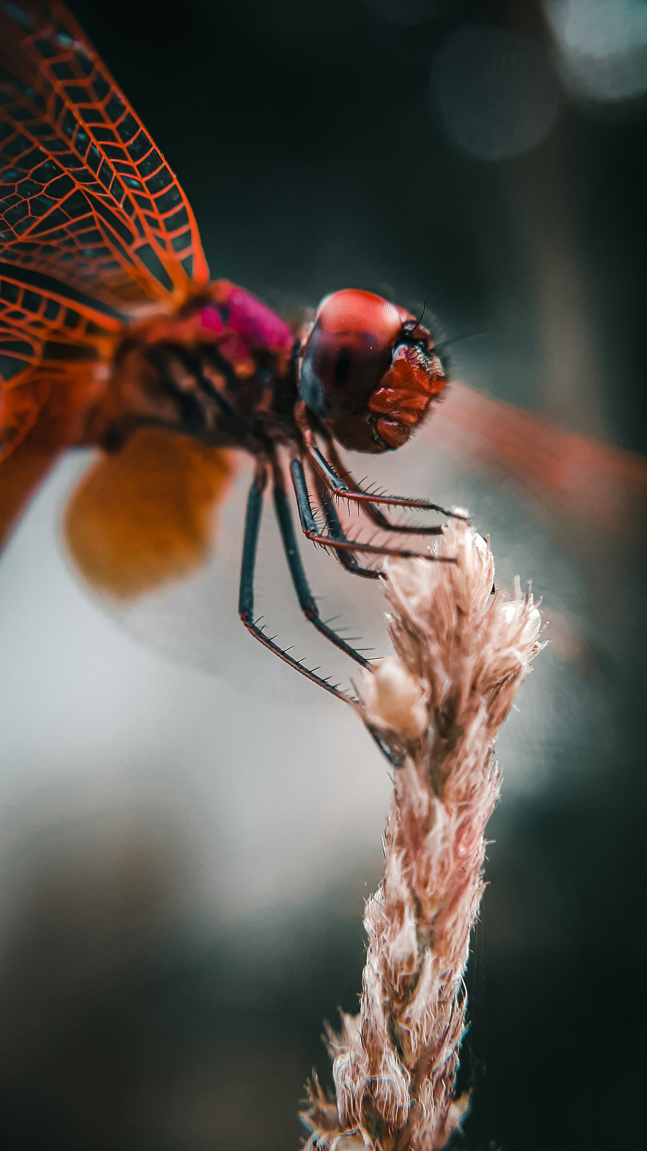 A close up of a dragonfly on a plant photo – Free Animal Image on Unsplash