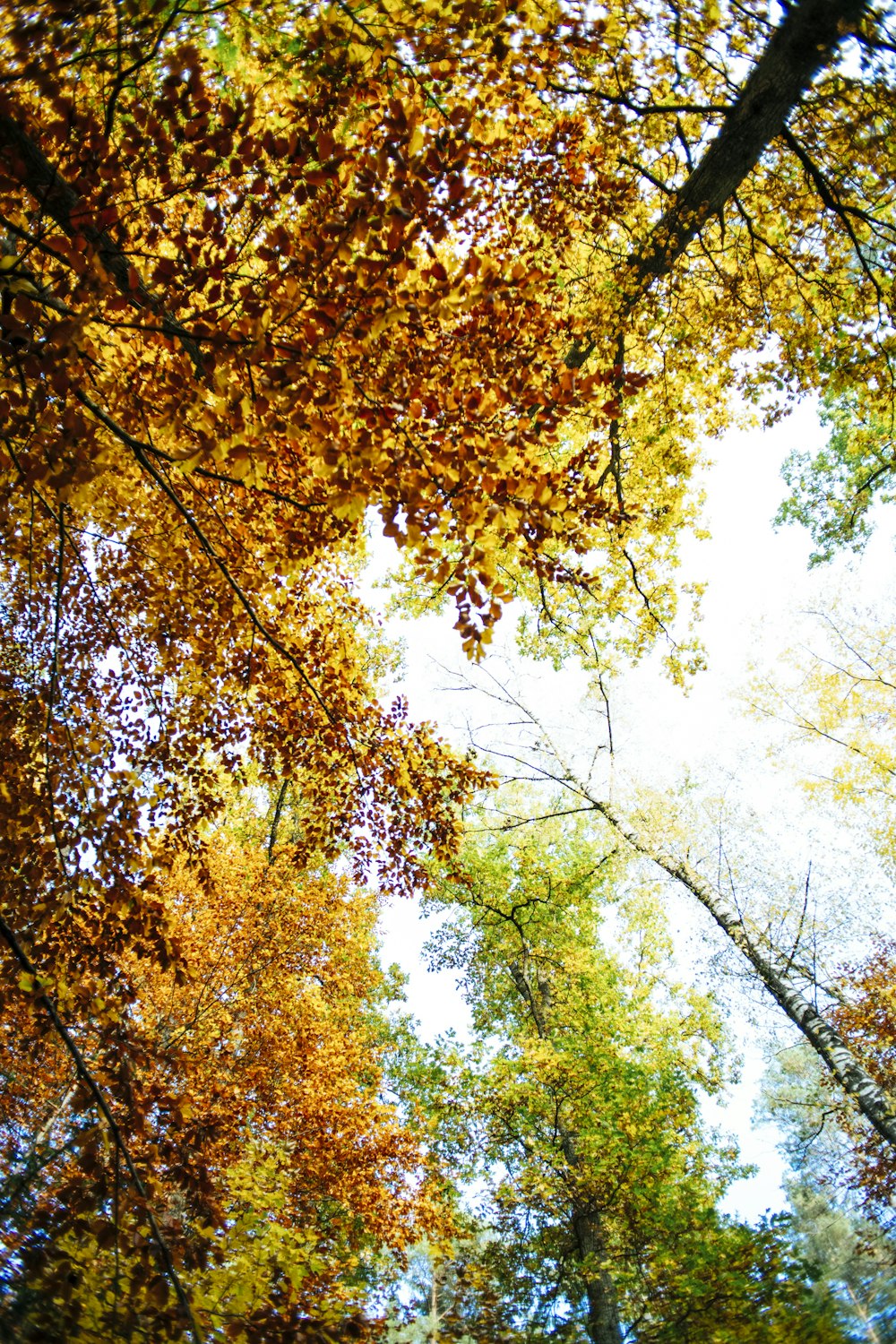 a group of trees with yellow and red leaves