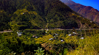 A sunlit terraced farm in Dang district with farmers tending to lush green crops surrounded by dense forest.