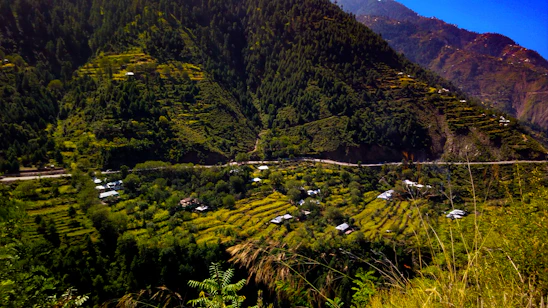 A sunlit terraced farm in Dang district with farmers tending to lush green crops surrounded by dense forest.