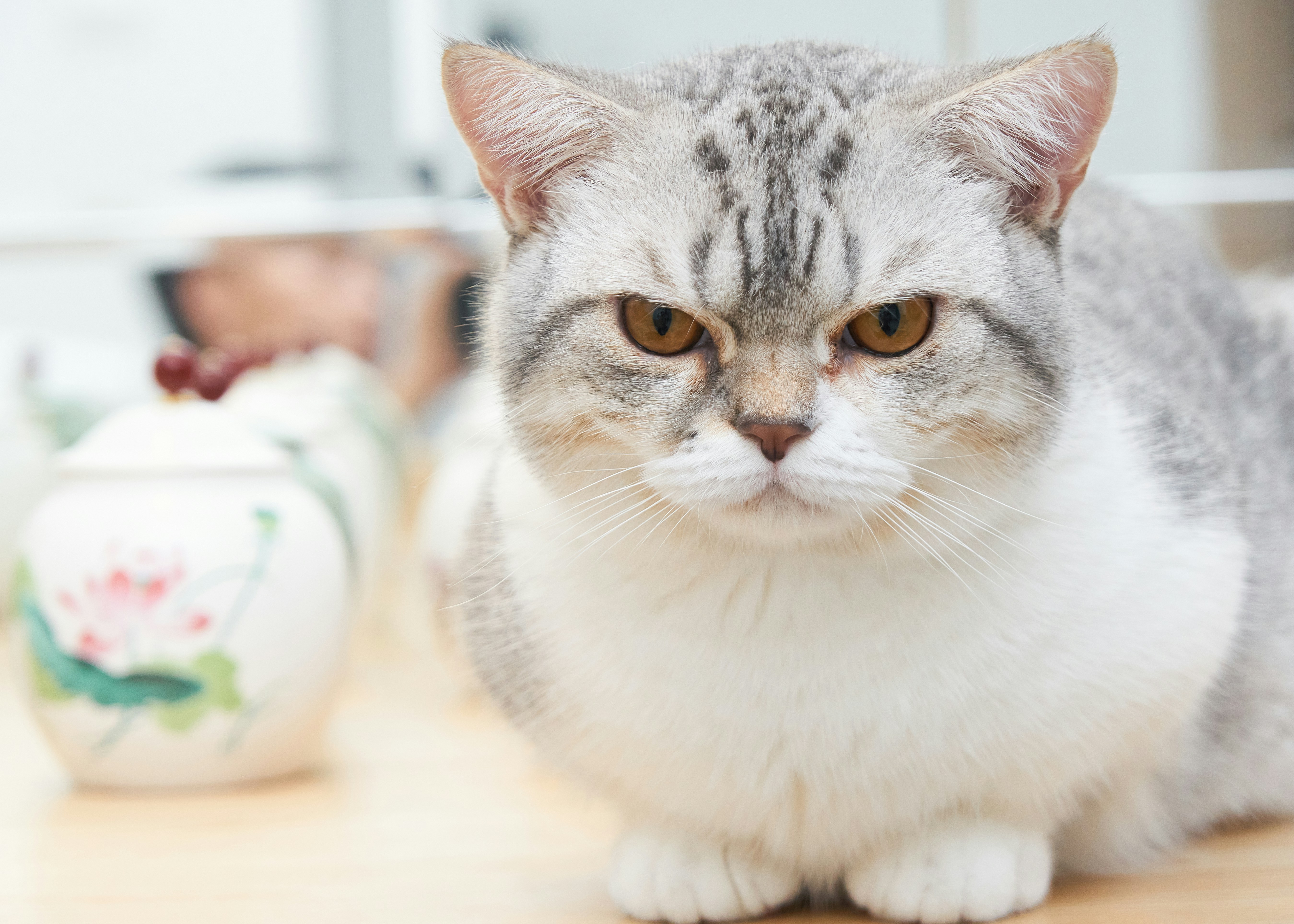 a gray and white cat sitting on a table