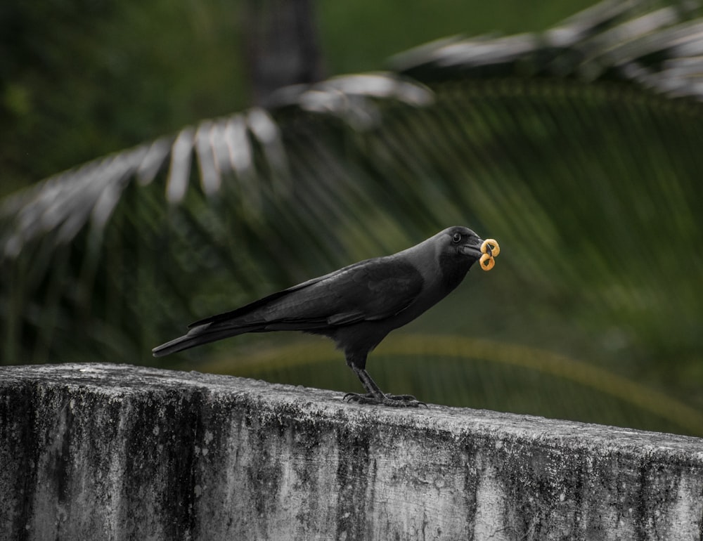 a black bird with a piece of food in its mouth