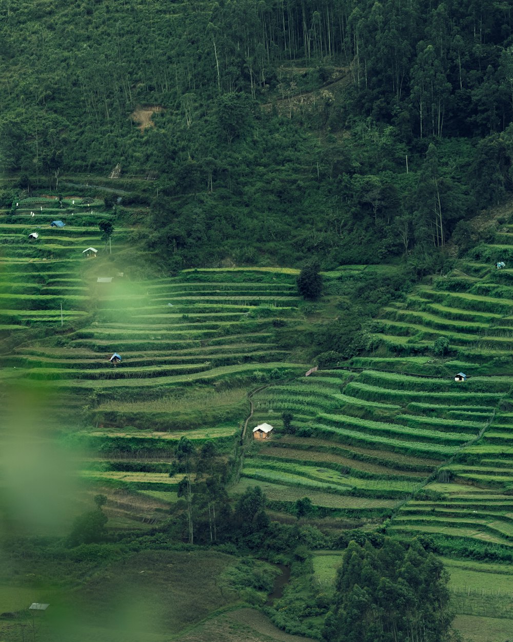 a lush green hillside covered in lots of trees