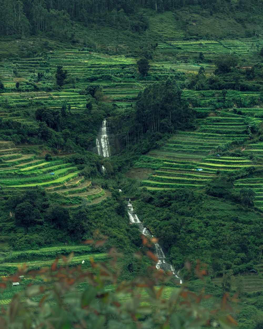 a lush green hillside covered in lots of trees