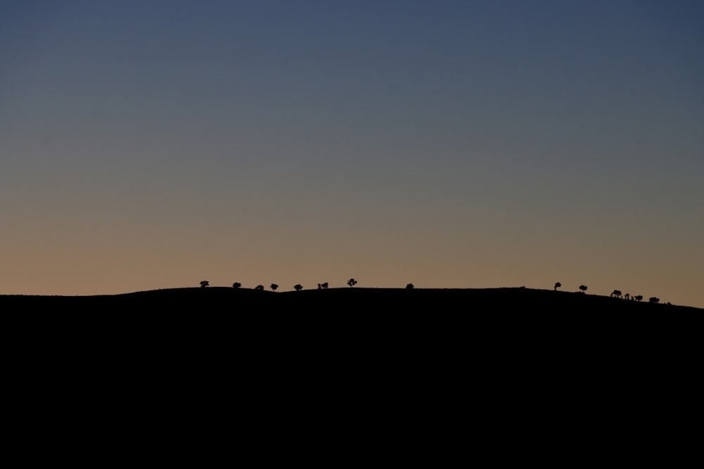 a group of birds sitting on top of a hill