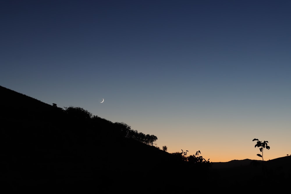 a silhouette of a tree on a hill at sunset