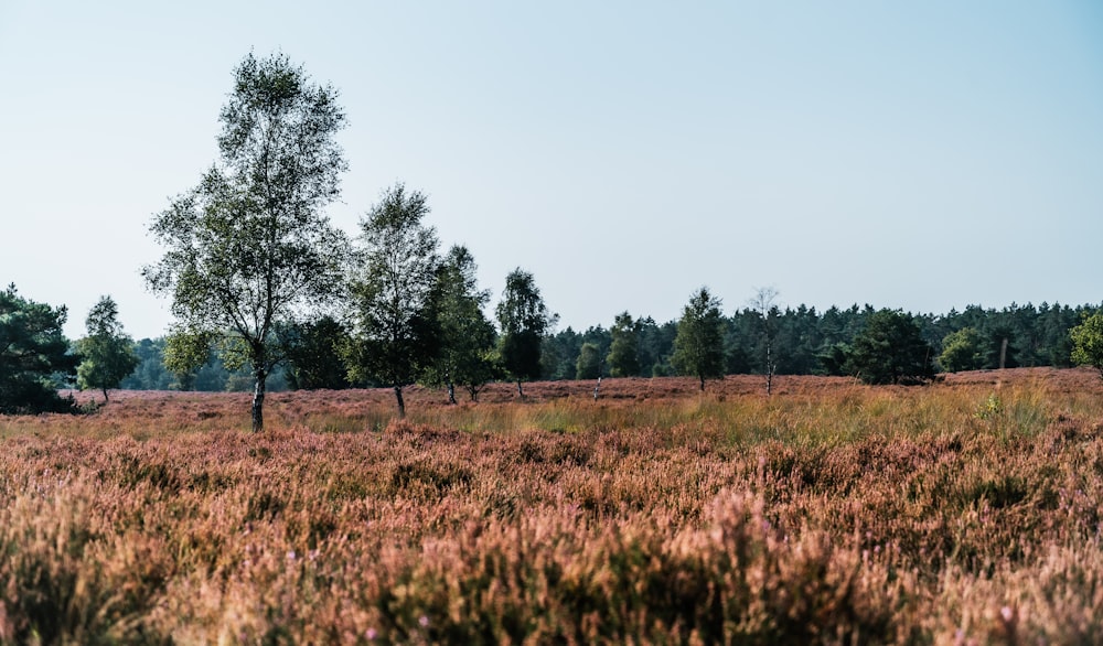 a grassy field with trees in the distance