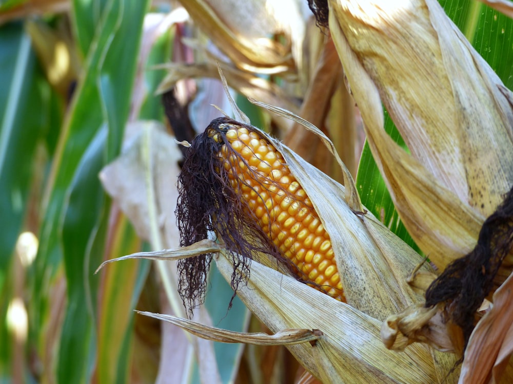 a close up of a corn on the cob