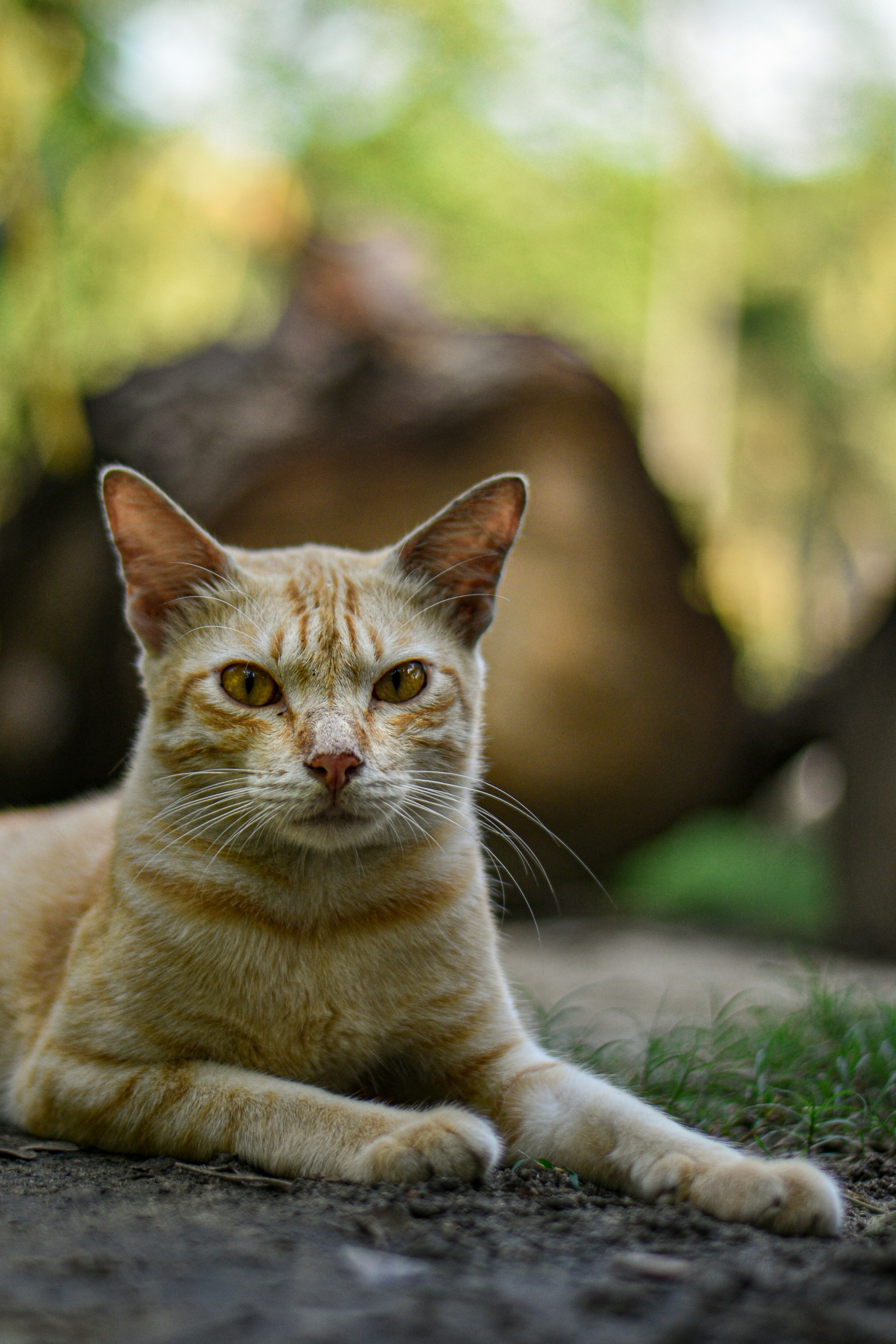 Photo by lwinmoeaung22