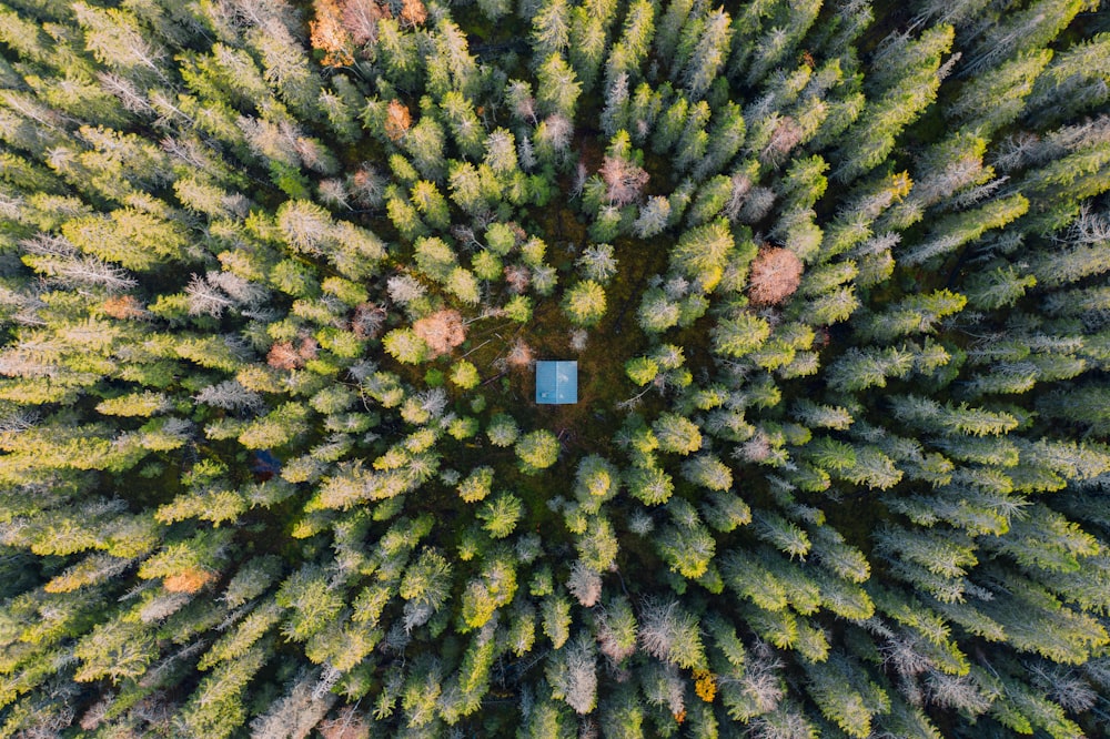 a bird's - eye view of a forest