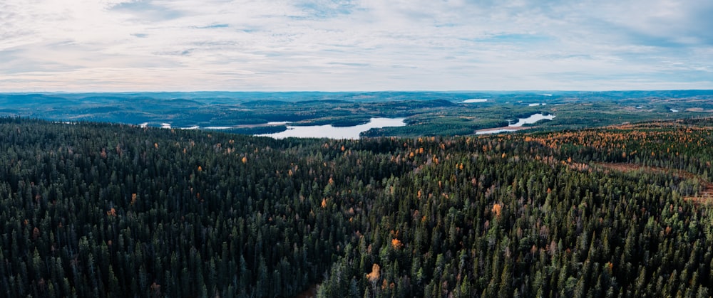 an aerial view of a forest with a lake in the distance