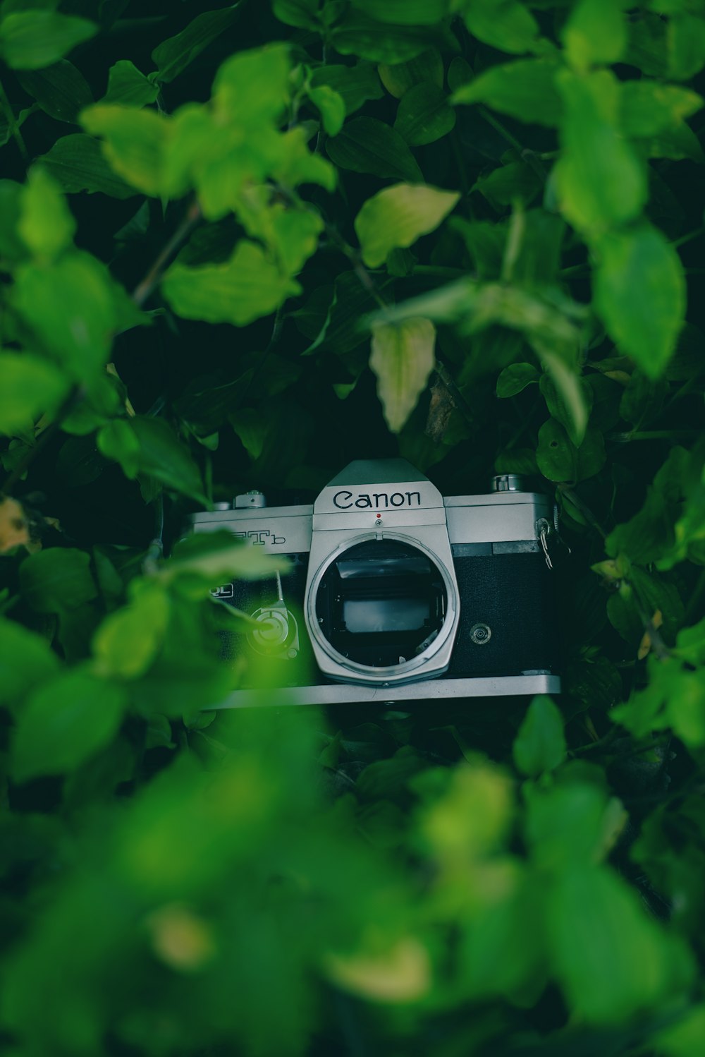 a camera sitting in the middle of a bush