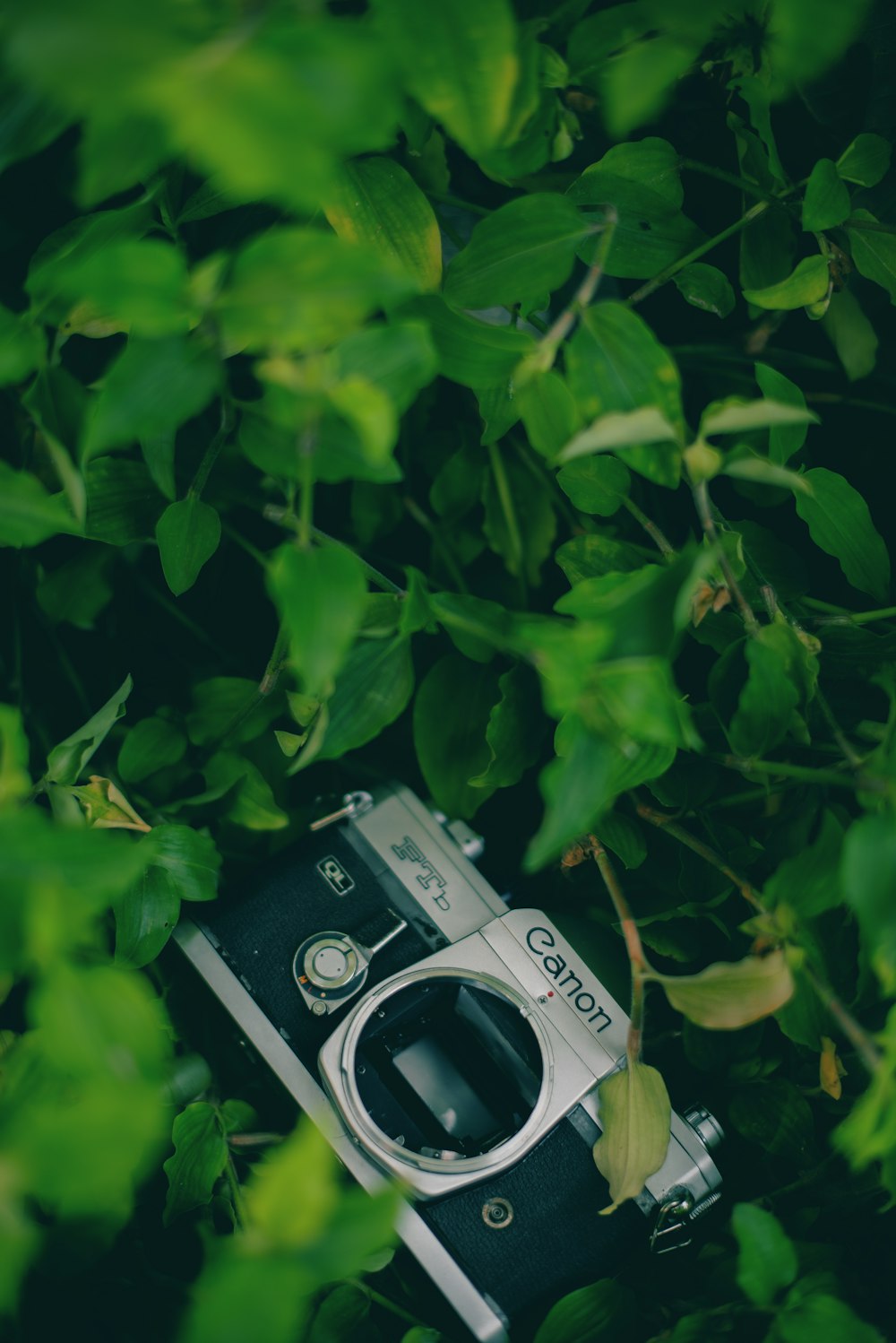 an old camera sitting in the middle of a bush