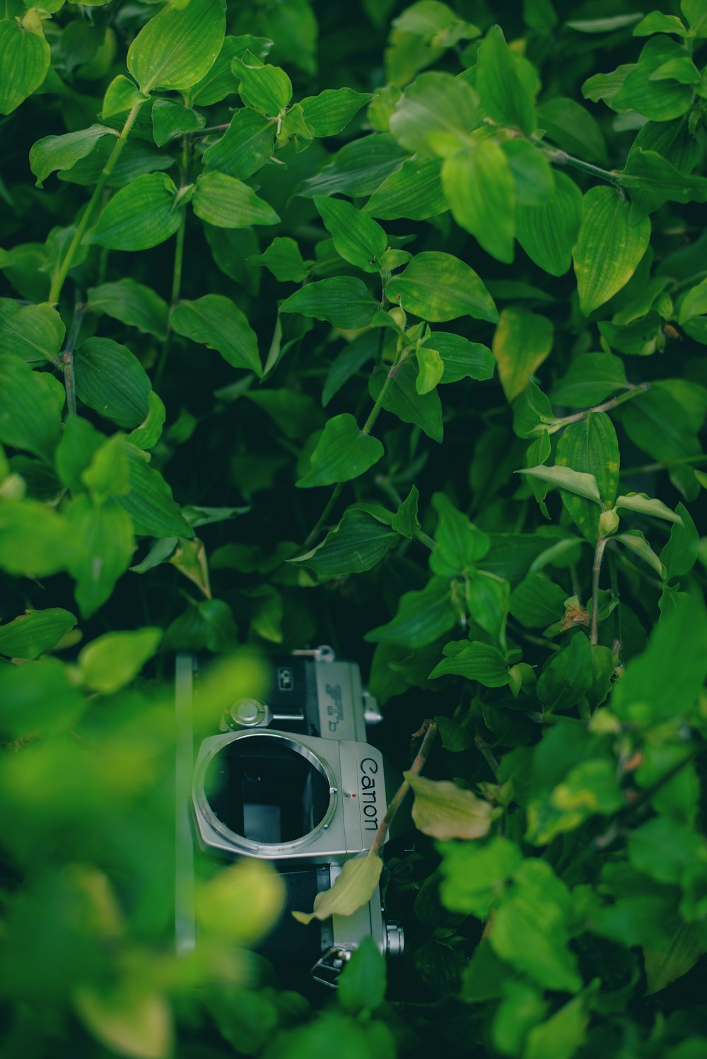 a camera sitting in the middle of a lush green field