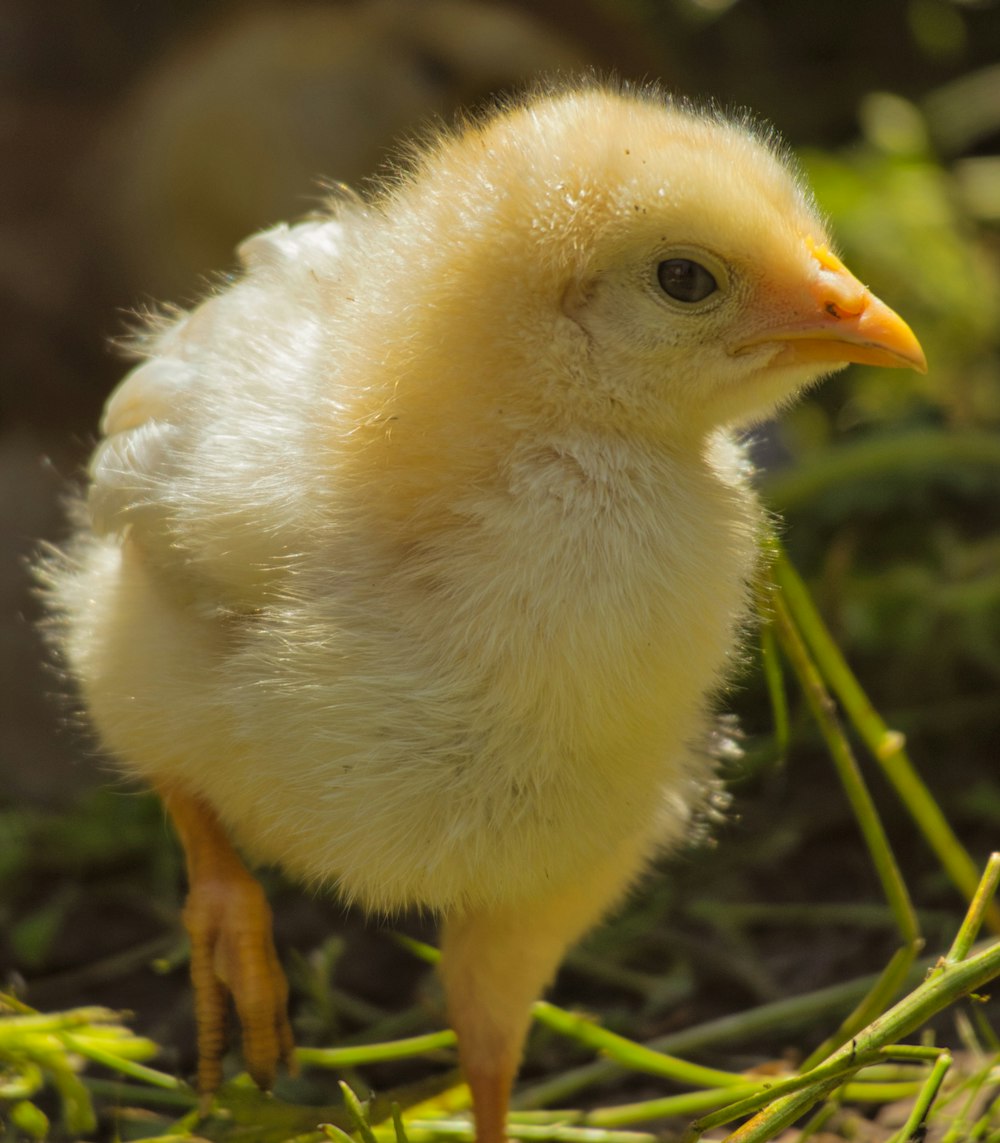 a small yellow chicken standing on top of grass