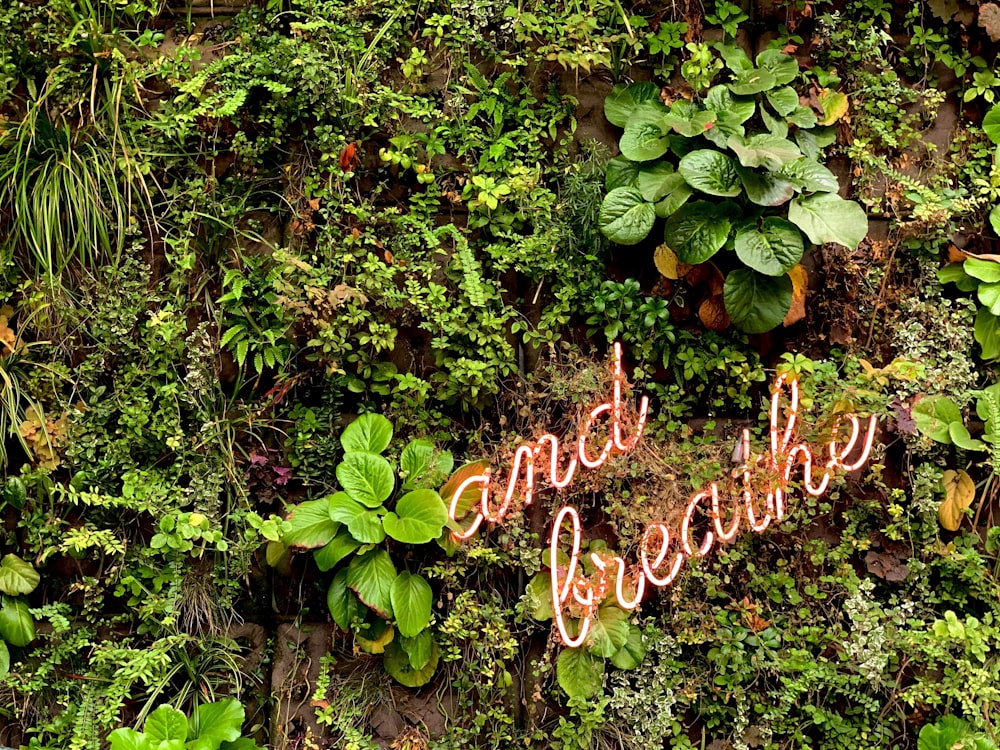 a sign that says and the plants are growing on the wall