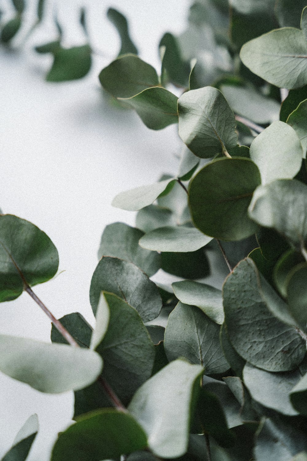 a bunch of green leaves on a white surface