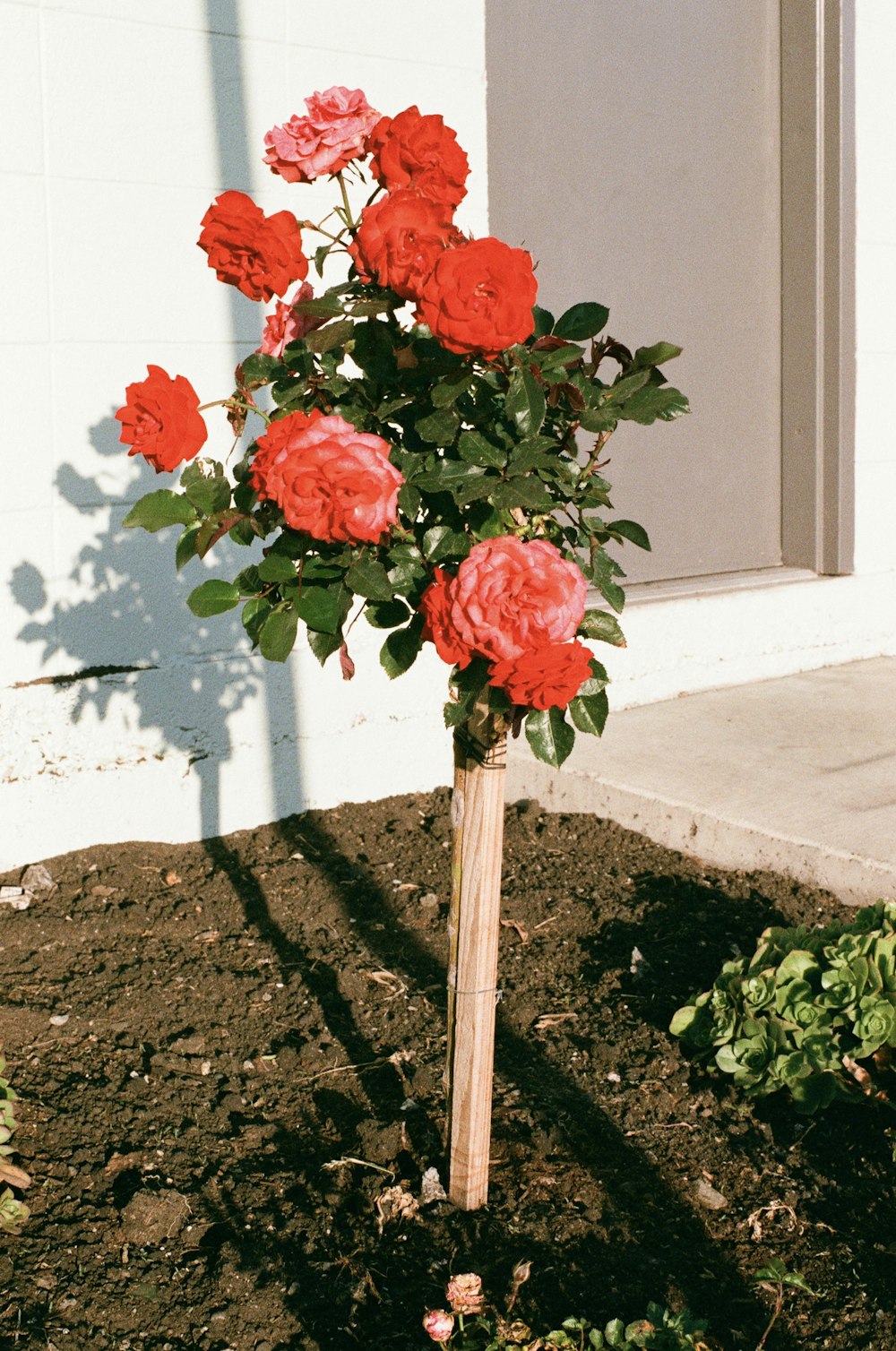 a bush of red roses growing in a garden