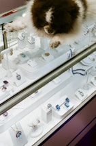 A fluffy brown and white dog is resting on top of a jewelry display case. The case contains various pieces of jewelry including rings, earrings, and necklaces, some featuring blue and purple gemstones. A sale sign indicating a 70% discount is visible on the glass.