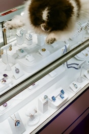 A fluffy brown and white dog is resting on top of a jewelry display case. The case contains various pieces of jewelry including rings, earrings, and necklaces, some featuring blue and purple gemstones. A sale sign indicating a 70% discount is visible on the glass.