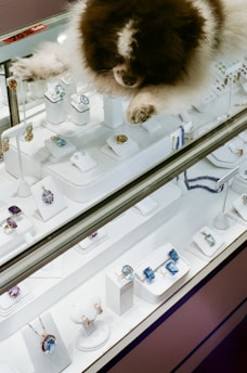A fluffy brown and white dog is resting on top of a jewelry display case. The case contains various pieces of jewelry including rings, earrings, and necklaces, some featuring blue and purple gemstones. A sale sign indicating a 70% discount is visible on the glass.