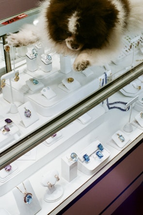 A fluffy brown and white dog is resting on top of a jewelry display case. The case contains various pieces of jewelry including rings, earrings, and necklaces, some featuring blue and purple gemstones. A sale sign indicating a 70% discount is visible on the glass.