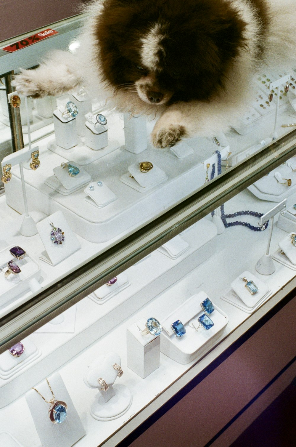 a dog sitting on a display case in a jewelry store