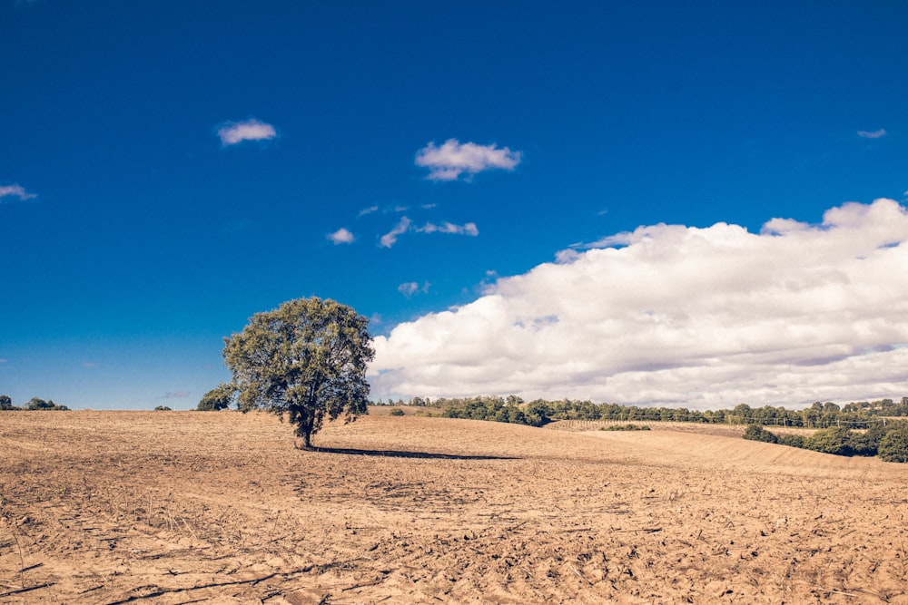 a lone tree stands in the middle of a field