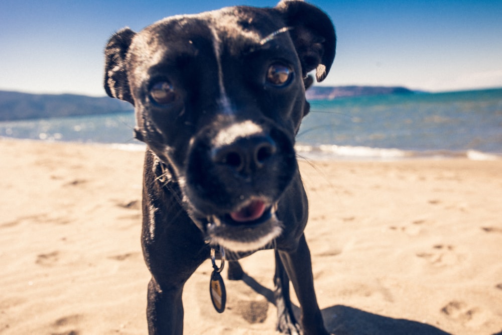 Ein schwarzer Hund steht auf einem Sandstrand