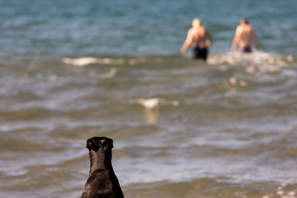 a dog sitting on the beach looking out at the water