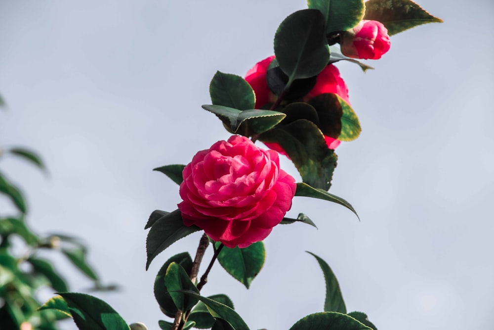 a pink flower with green leaves on a branch