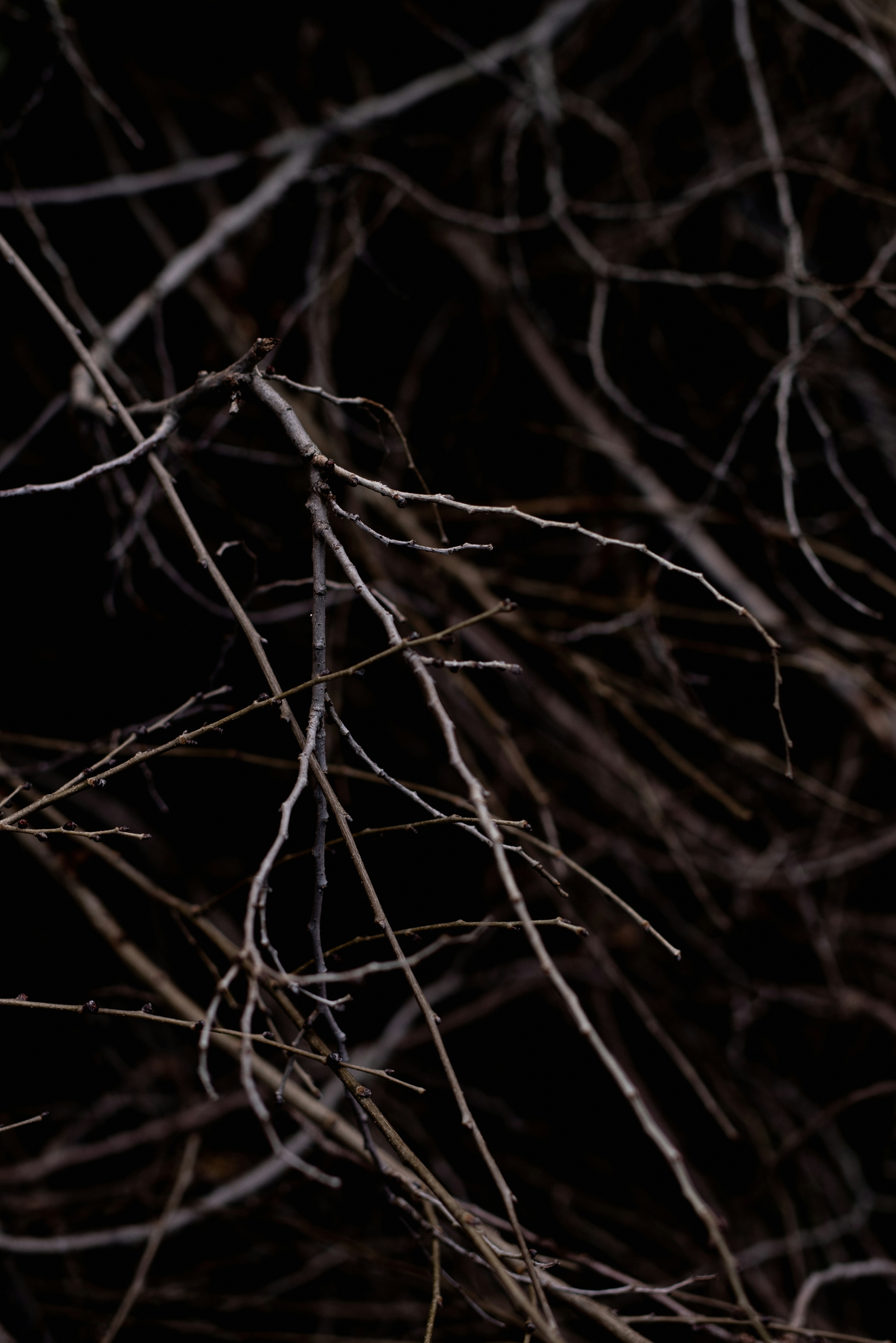 Photo by lauraadaiphoto