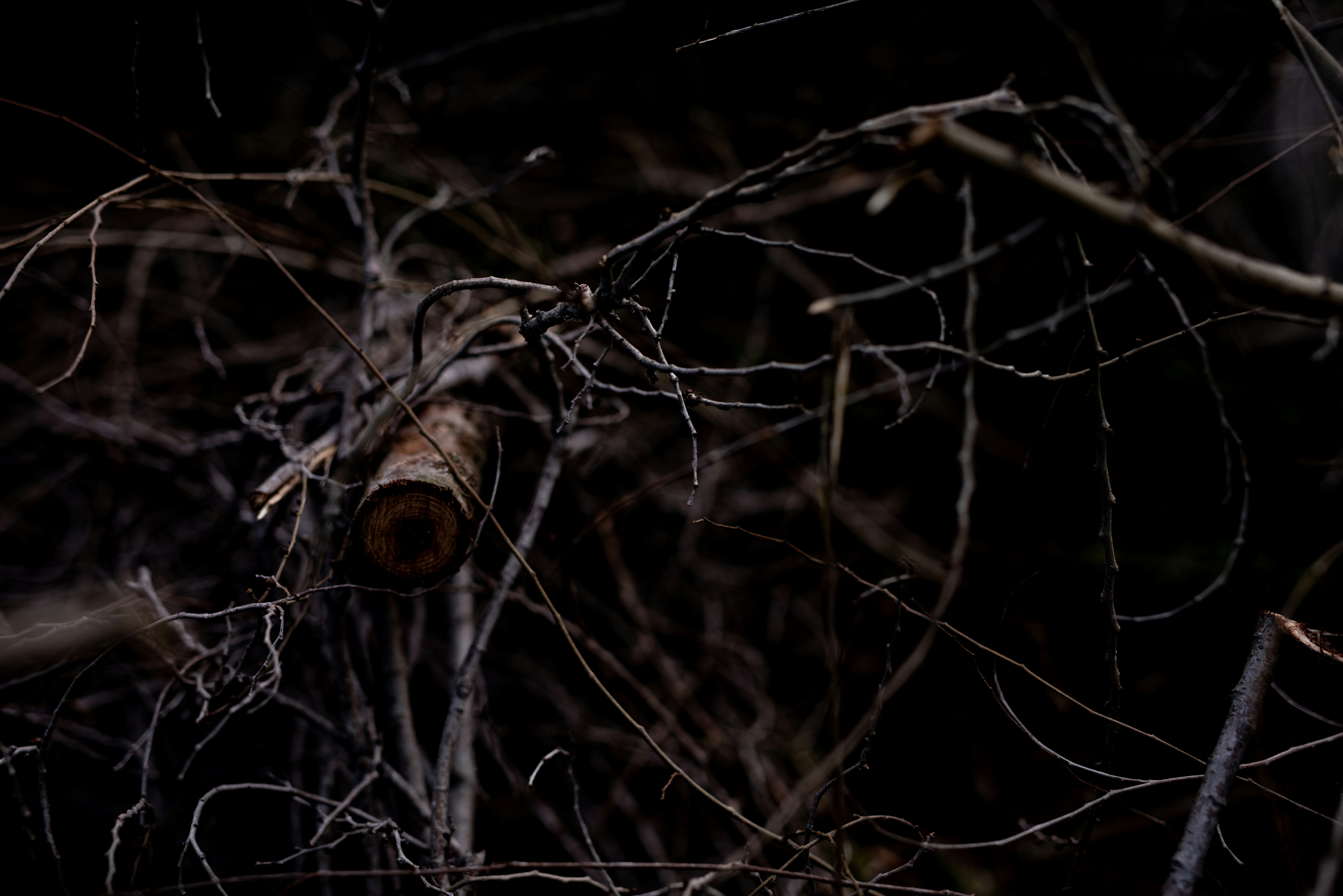 Photo by lauraadaiphoto