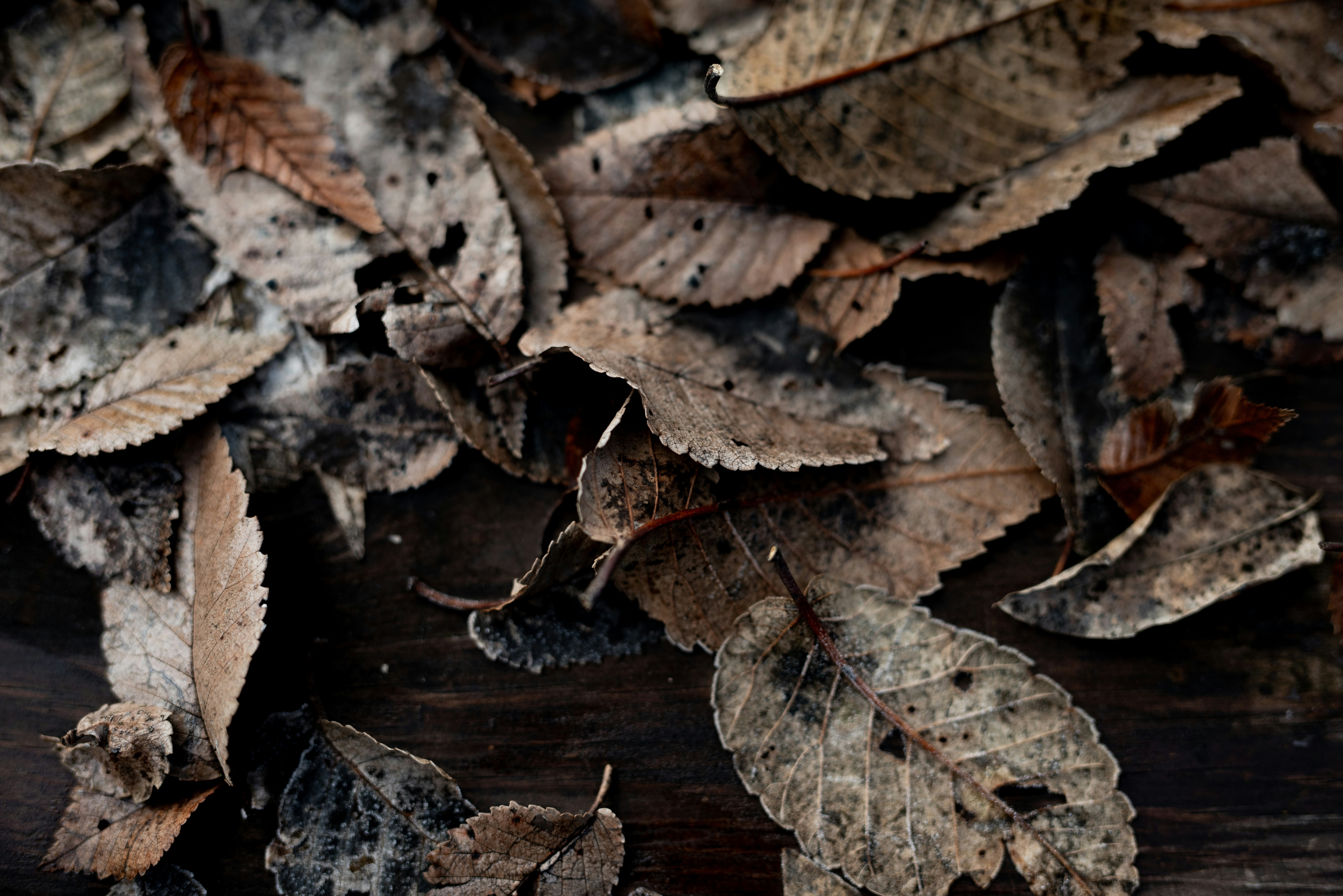 Photo by lauraadaiphoto