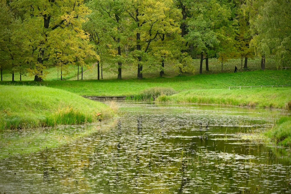 a body of water surrounded by trees and grass