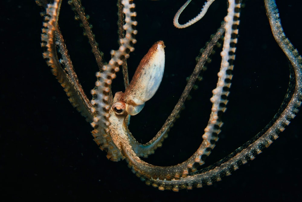 a close up of an octopus on a black background