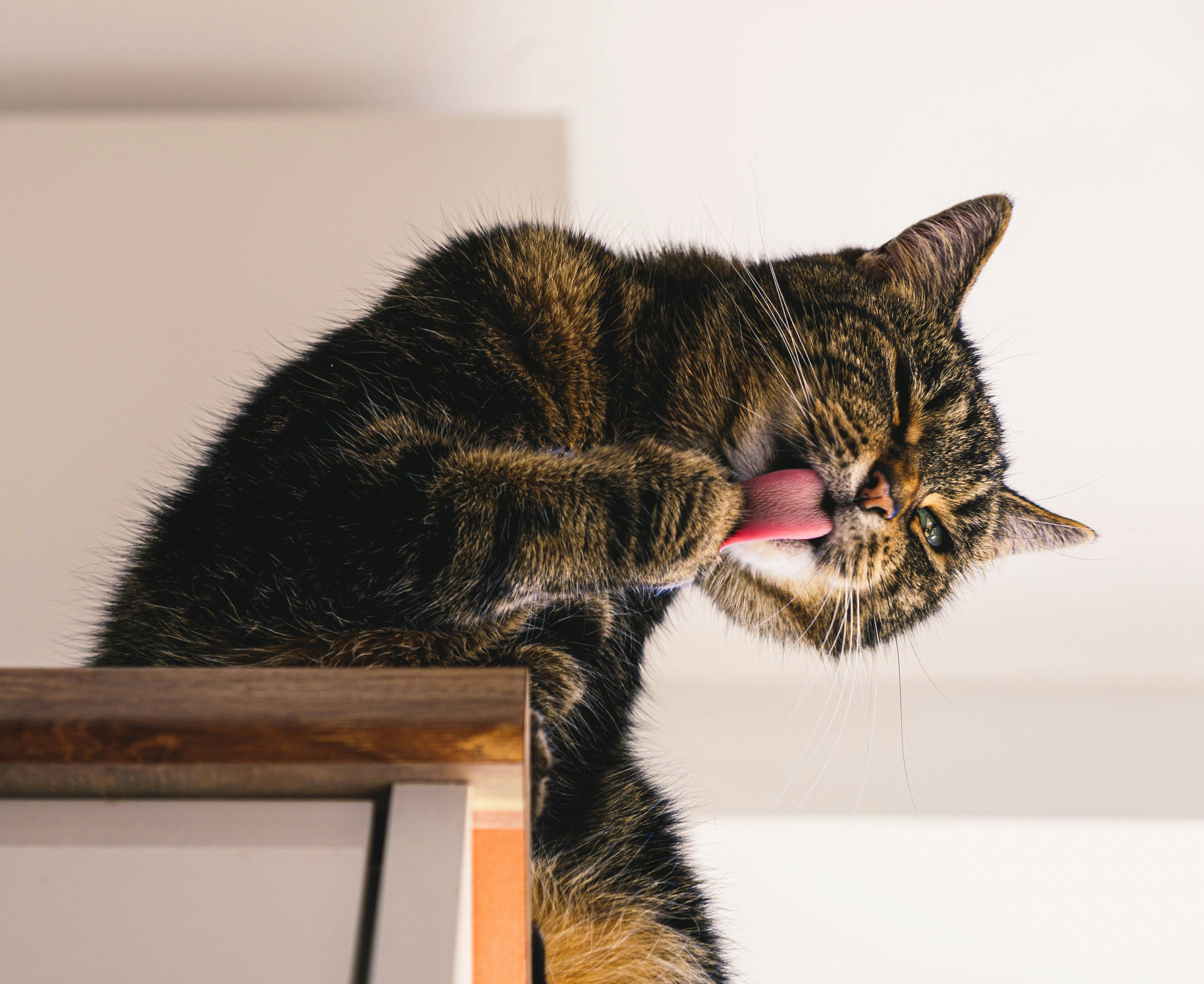 a cat licking its teeth while standing on a table