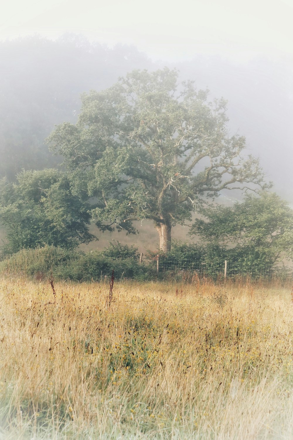 a horse standing in a field with a tree in the background