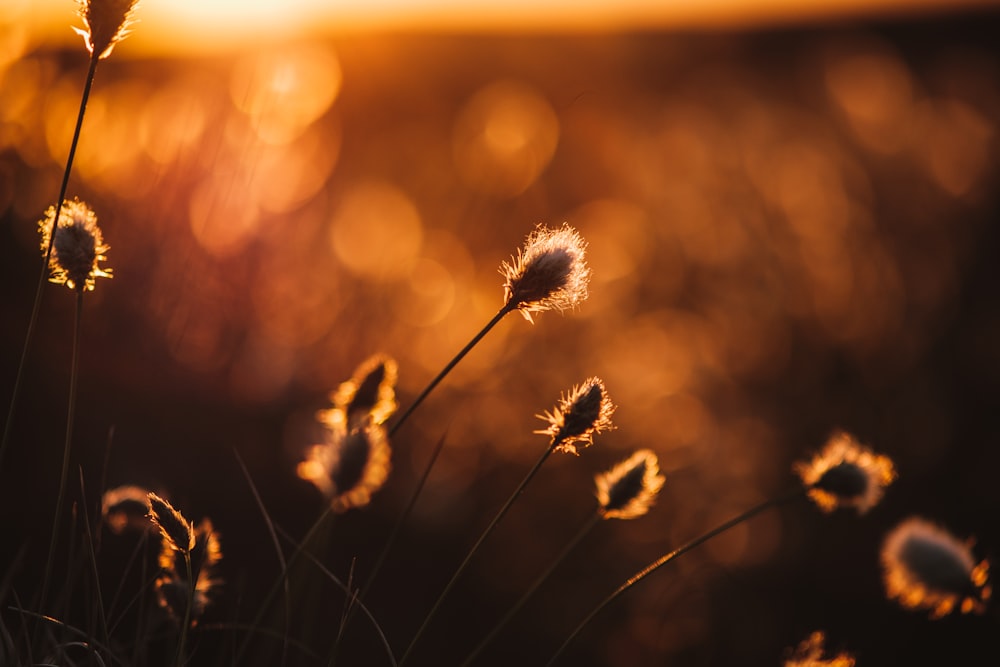 a close up of a plant with the sun in the background