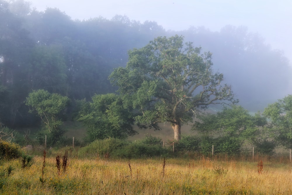 a field with trees and fog in the background