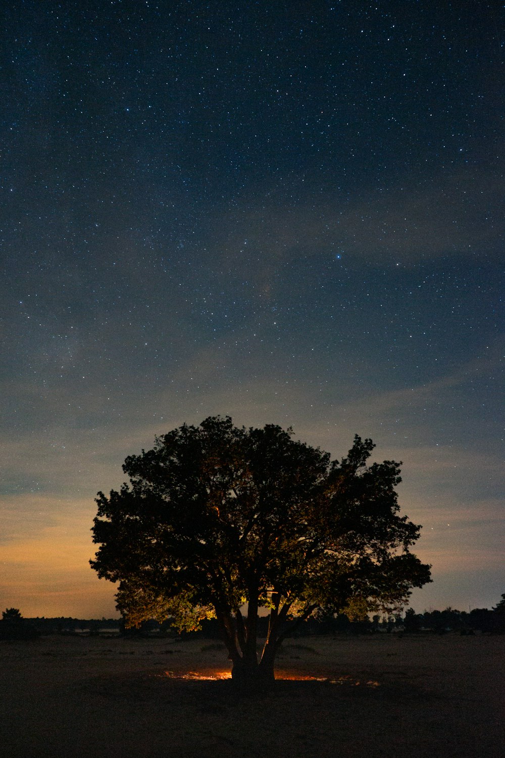 a tree in the middle of a field under a night sky