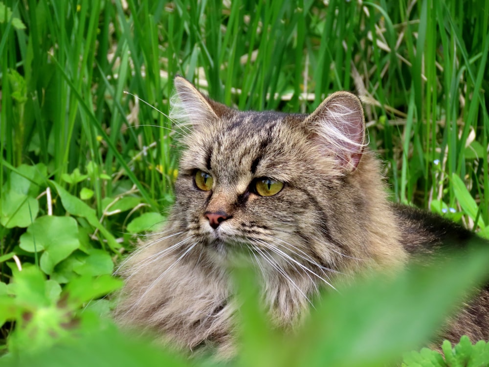 a cat that is laying down in the grass
