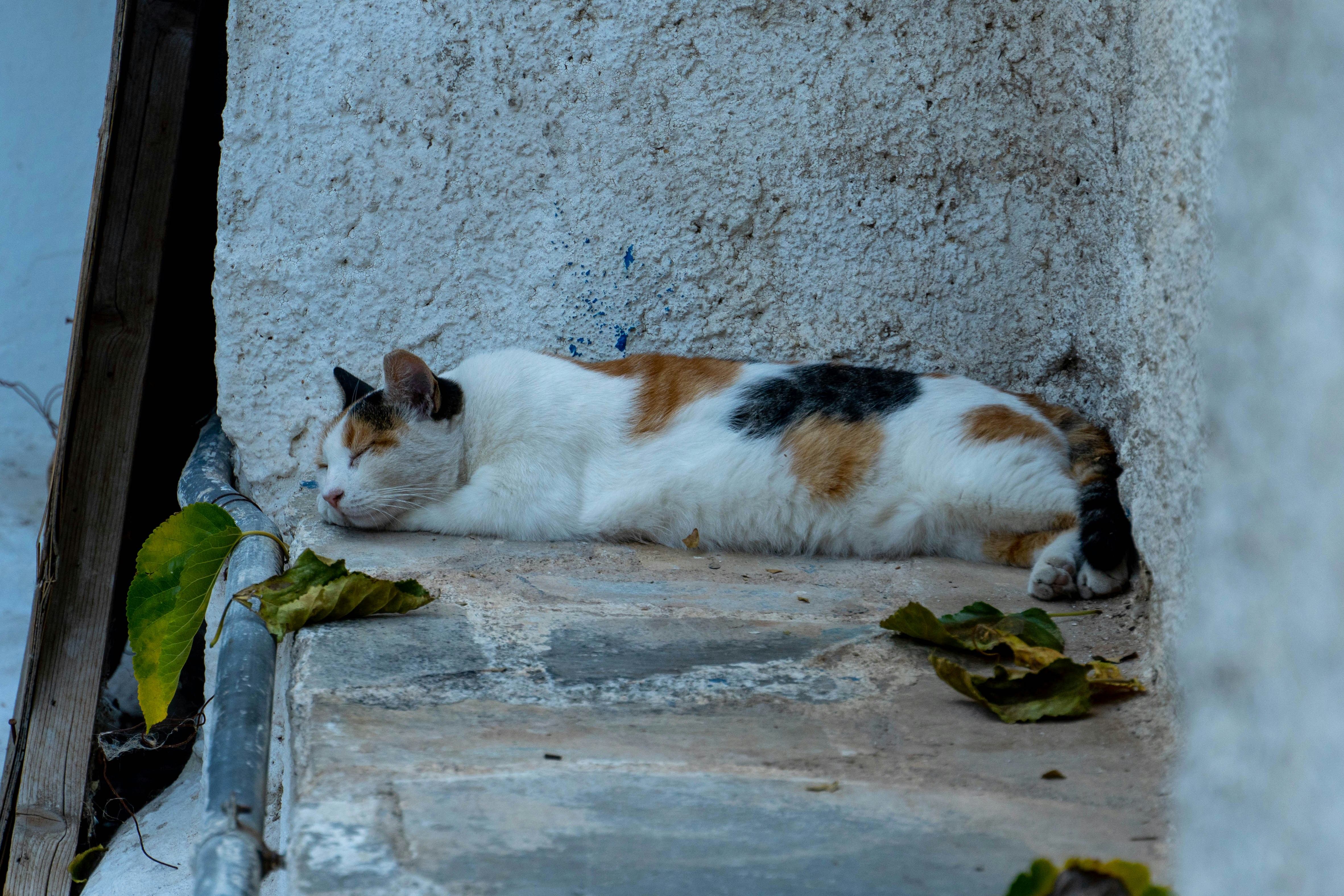 Photo by lostillusion