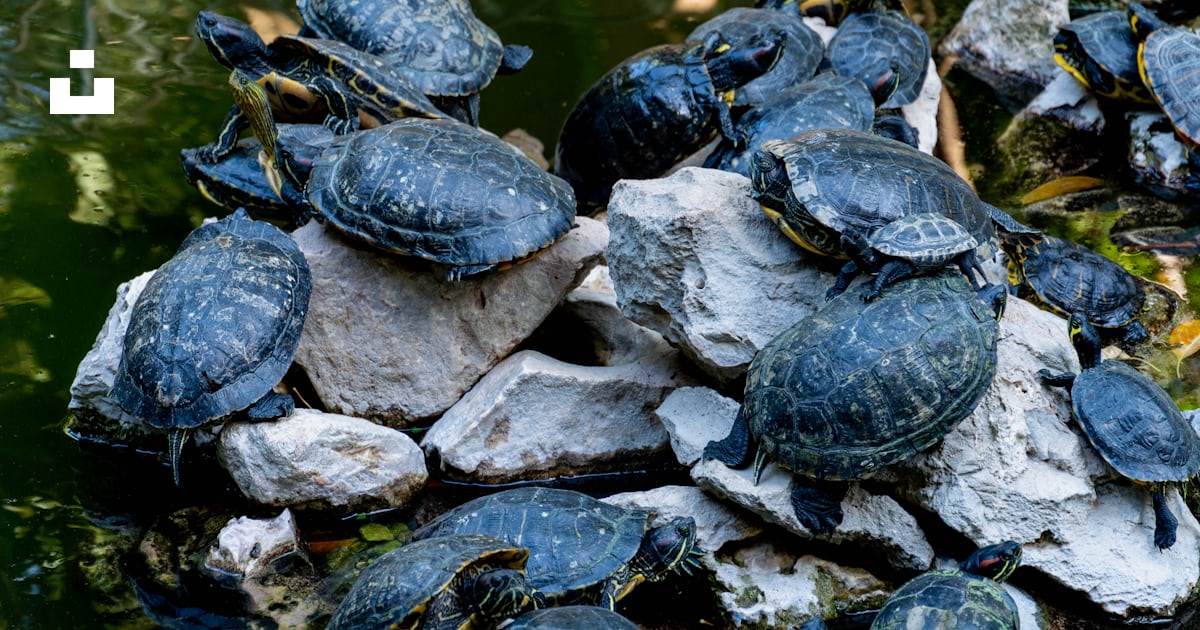 A pile of turtles sitting on top of a pile of rocks photo – Free Animal ...